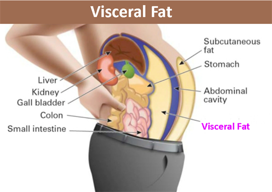 Kenali Visceral Fat, lemak yang terkumpul di sekitar organ dalam badan.